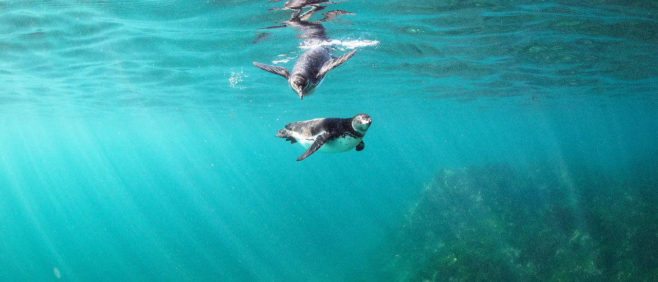 Snorkeling with penguins is an adventure!