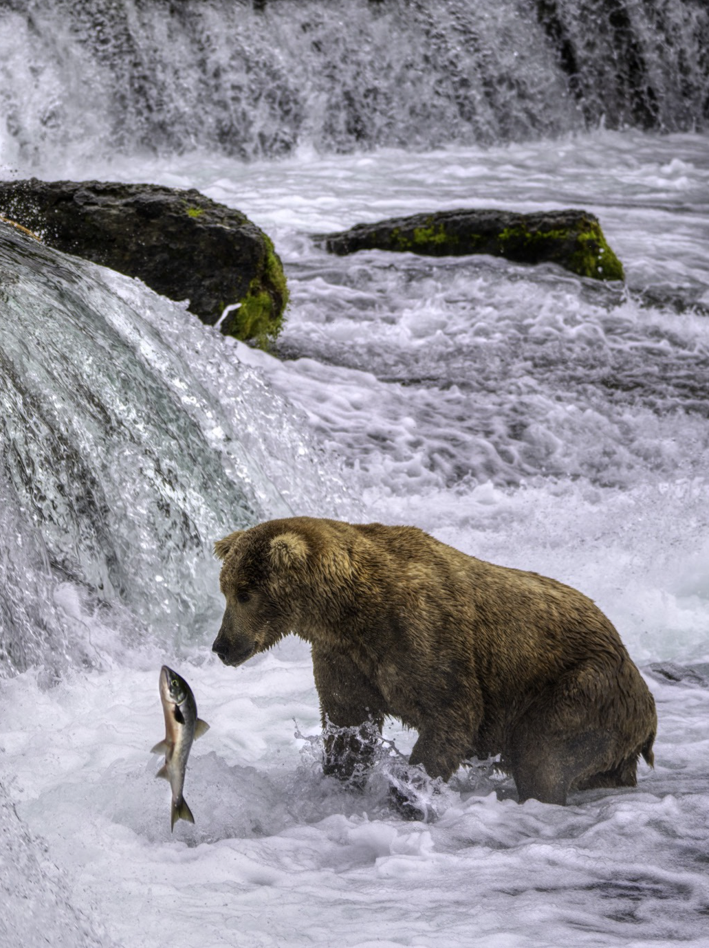 11 Nights Alaska Wildlife Encounter Cruisetour 3B