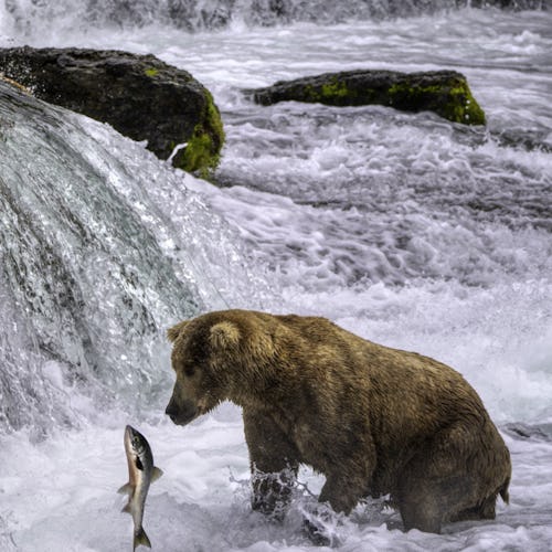 11 Nights Alaska Wildlife Encounter Cruisetour 3B