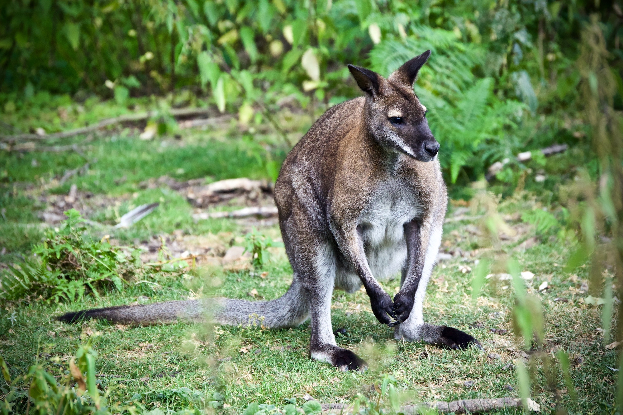 Kangaroo
