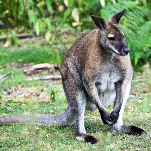 Kangaroo